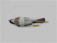 藏品(白頭翁)的圖片
